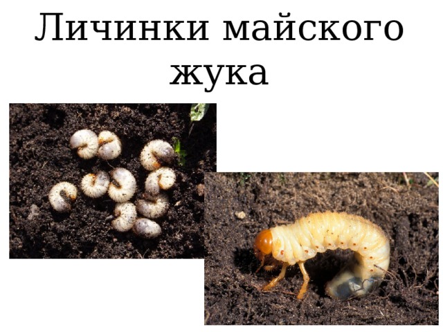 Личинки майского жука 