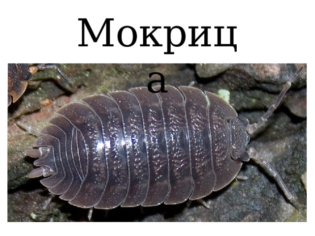 Мокрица 