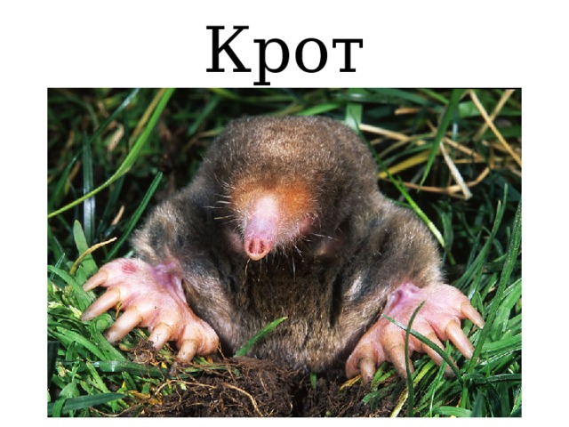 Крот 