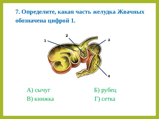 7. Определите, какая часть желудка Жвачных обозначена цифрой 1.  А) сычуг    Б) рубец В) книжка    Г) сетка 