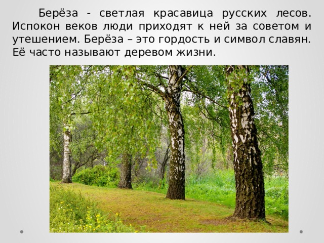  Берёза - светлая красавица русских лесов. Испокон веков люди приходят к ней за советом и утешением. Берёза – это гордость и символ славян. Её часто называют деревом жизни. 