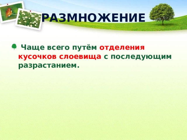 РАЗМНОЖЕНИЕ  Чаще всего путём отделения кусочков слоевища с последующим разрастанием.  