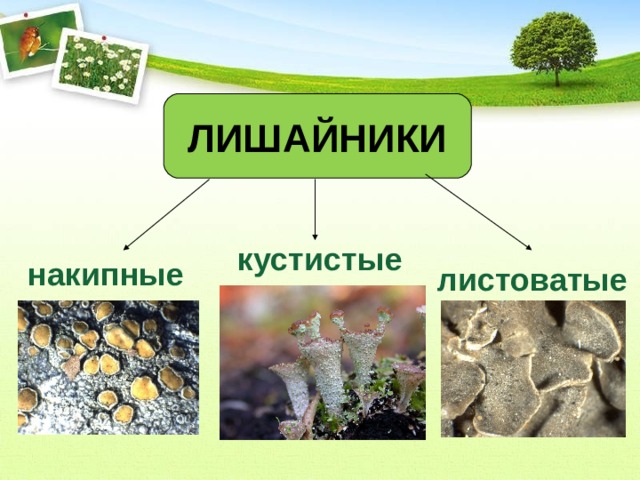 ЛИШАЙНИКИ кустистые накипные листоватые 