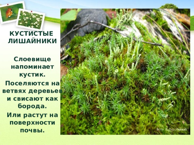 КУСТИСТЫЕ ЛИШАЙНИКИ  Слоевище напоминает кустик. Поселяются на ветвях деревьев и свисают как борода. Или растут на поверхности почвы. 