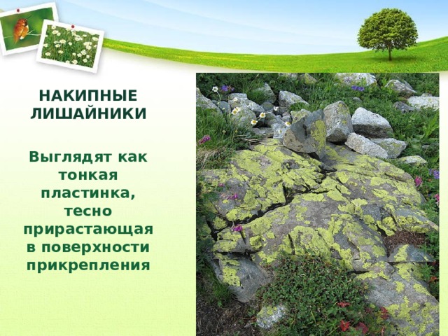 НАКИПНЫЕ ЛИШАЙНИКИ  Выглядят как тонкая пластинка, тесно прирастающая в поверхности прикрепления 