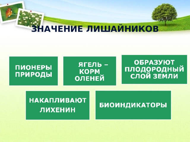 ЗНАЧЕНИЕ ЛИШАЙНИКОВ 