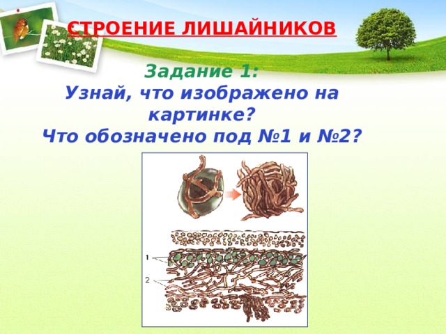 СТРОЕНИЕ ЛИШАЙНИКОВ   Задание 1:  Узнай, что изображено на картинке?  Что обозначено под №1 и №2? 