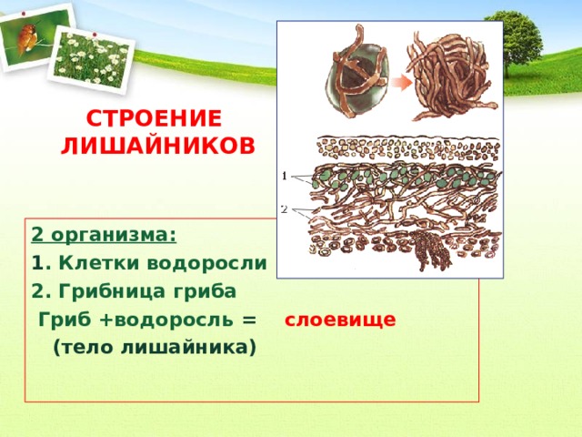 СТРОЕНИЕ  ЛИШАЙНИКОВ 2 организма: 1 . Клетки водоросли 2. Грибница гриба  Гриб +водоросль = слоевище  (тело лишайника)  