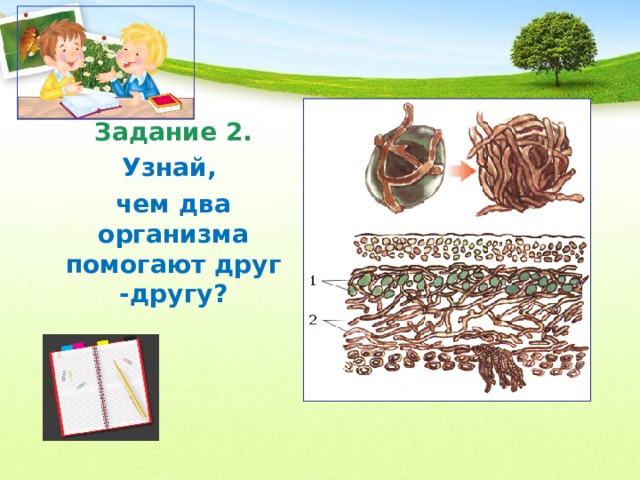 Задание 2. Узнай, чем два организма помогают друг -другу? 