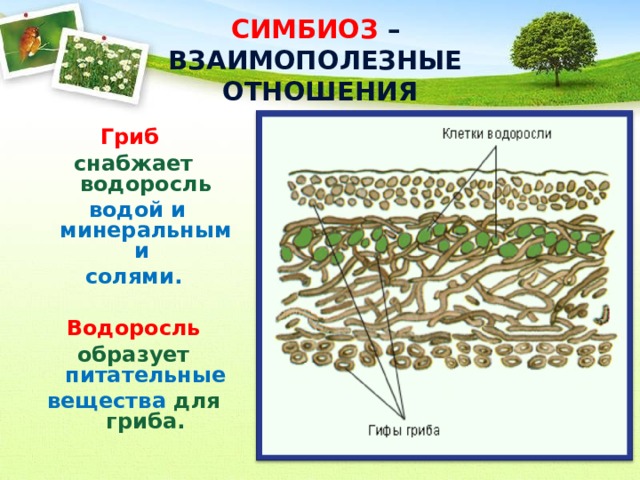 СИМБИОЗ –  ВЗАИМОПОЛЕЗНЫЕ  ОТНОШЕНИЯ  Гриб  снабжает водоросль  водой и минеральными солями.  Водоросль образует питательные вещества для гриба. 