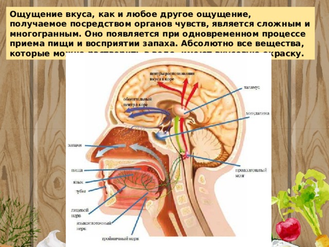 Ощущение вкуса, как и любое другое ощущение, получаемое посредством органов чувств, является сложным и многогранным. Оно появляется при одновременном процессе приема пищи и восприятии запаха. Абсолютно все вещества, которые можно растворить в воде, имеют вкусовую окраску. 