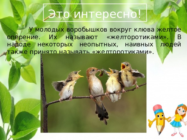  Это интересно!   У молодых воробышков вокруг клюва желтое оперение. Их называют «желторотиками». В народе некоторых неопытных, наивных людей также принято называть «желторотиками». 