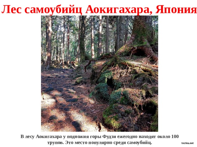 Лес самоубийц Аокигахара, Япония В лесу Аокигахара у подножия горы Фудзи ежегодно находят около 100 трупов. Это место популярно среди самоубийц. 