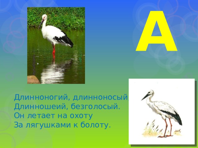 А Длинноногий, длинноносый, Длинношеий, безголосый. Он летает на охоту За лягушками к болоту. 