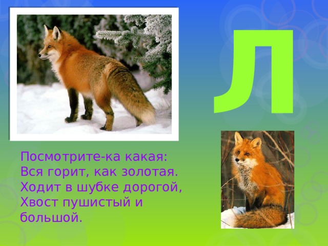 Л Посмотрите-ка какая:  Вся горит, как золотая.  Ходит в шубке дорогой,  Хвост пушистый и большой. 