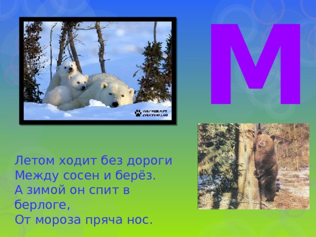 М Летом ходит без дороги  Между сосен и берёз.  А зимой он спит в берлоге,  От мороза пряча нос. 