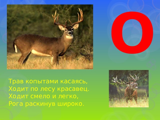 О Трав копытами касаясь,  Ходит по лесу красавец.  Ходит смело и легко,  Рога раскинув широко. 