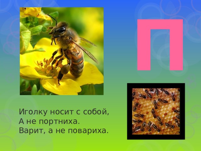 П Иголку носит с собой,   А не портниха.  Варит, а не повариха. 