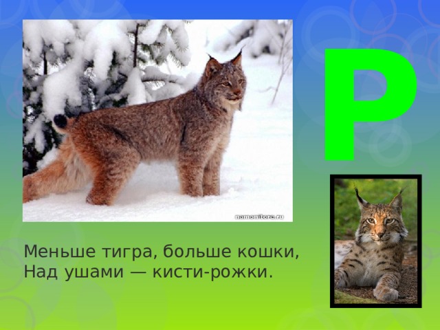 Р Меньше тигра, больше кошки,  Над ушами — кисти-рожки. 