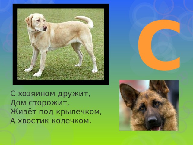 С С хозяином дружит,  Дом сторожит,  Живёт под крылечком,  А хвостик колечком. 
