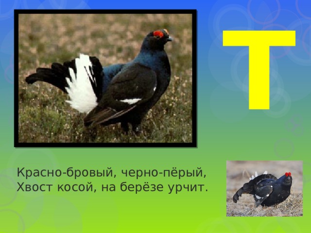 Т Красно-бровый, черно-пёрый,  Хвост косой, на берёзе урчит. 