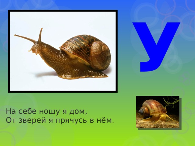 У На себе ношу я дом,  От зверей я прячусь в нём. 