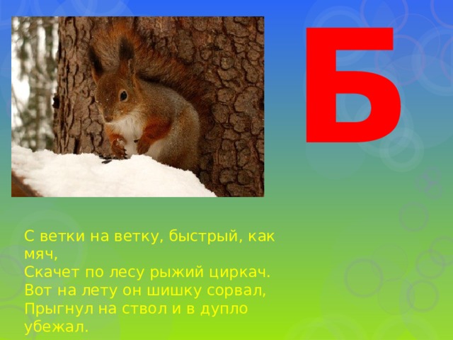 Б С ветки на ветку, быстрый, как мяч, Скачет по лесу рыжий циркач. Вот на лету он шишку сорвал, Прыгнул на ствол и в дупло убежал. 