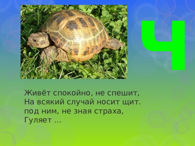 Ч Живёт спокойно, не спешит,  На всякий случай носит щит.  под ним, не зная страха,  Гуляет ... 