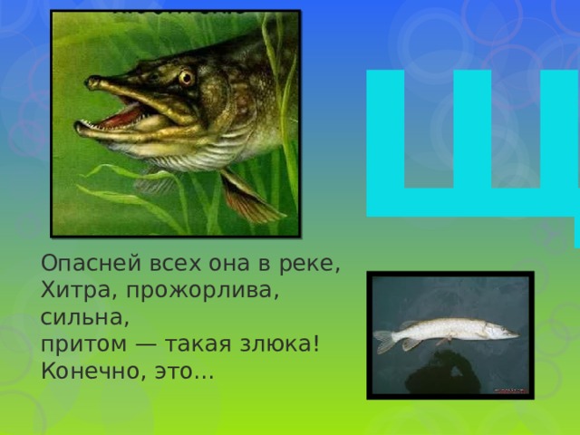 Щ Опасней всех она в реке,  Хитра, прожорлива, сильна,  притом — такая злюка!  Конечно, это... 