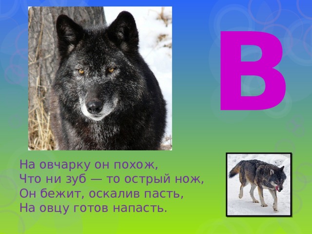 В На овчарку он похож, Что ни зуб — то острый нож, Он бежит, оскалив пасть, На овцу готов напасть. 