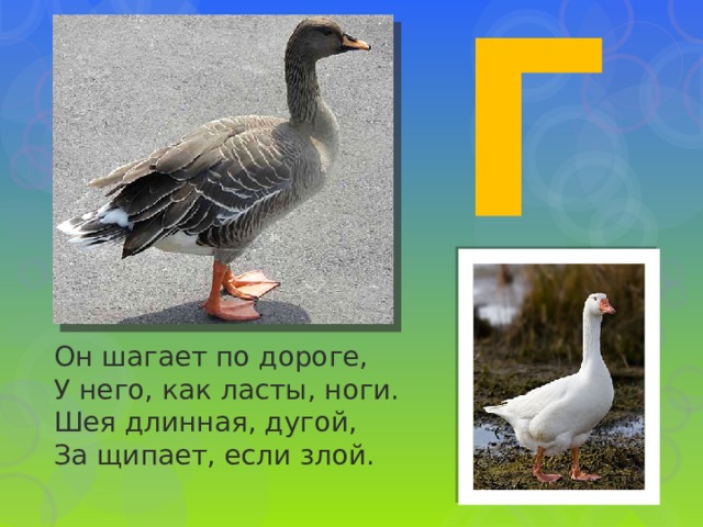 Г Он шагает по дороге, У него, как ласты, ноги. Шея длинная, дугой, За щипает, если злой. 