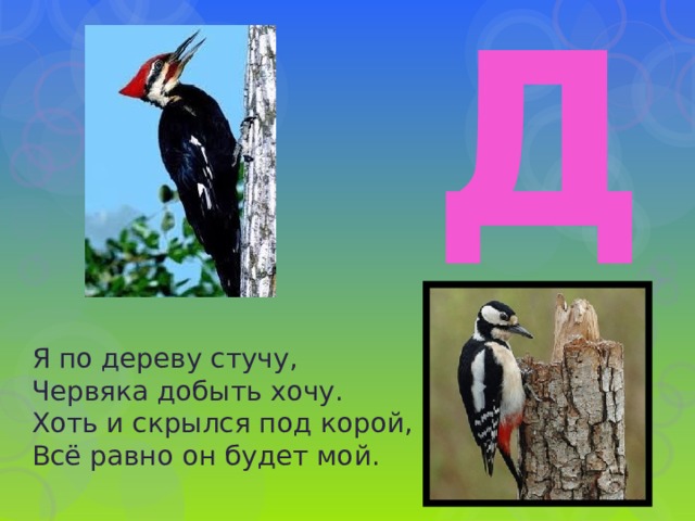 Д Я по дереву стучу,  Червяка добыть хочу.  Хоть и скрылся под корой,  Всё равно он будет мой. 