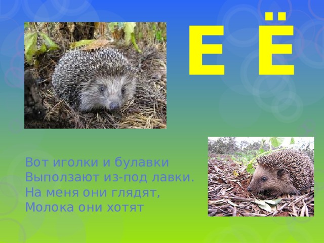 Е Ё Вот иголки и булавки  Выползают из-под лавки.  На меня они глядят,  Молока они хотят 