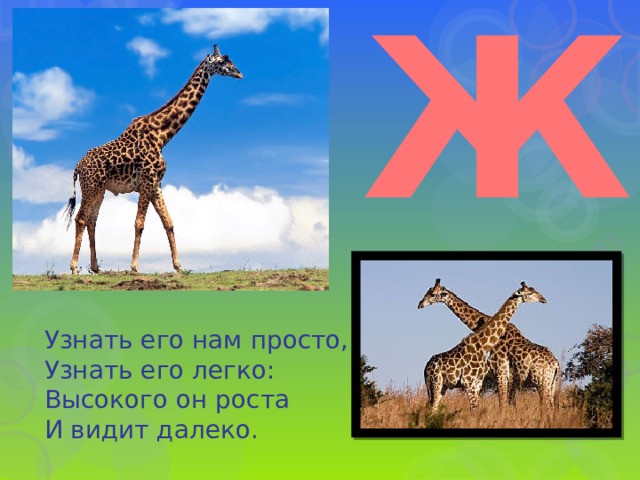 Ж Узнать его нам просто,  Узнать его легко:  Высокого он роста  И видит далеко. 