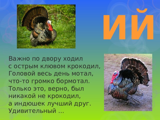 ИЙ Важно по двору ходил  с острым клювом крокодил,  Головой весь день мотал,  что-то громко бормотал.  Только это, верно, был  никакой не крокодил,  а индюшек лучший друг.  Удивительный ... 