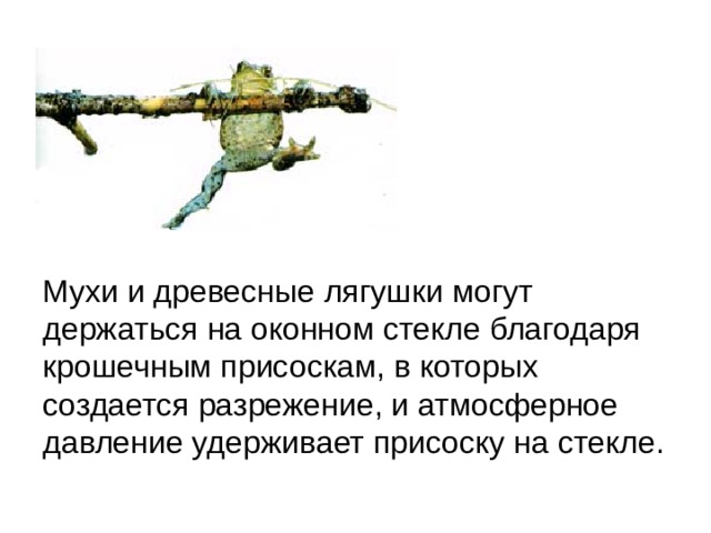 Мухи и древесные лягушки могут держаться на оконном стекле благодаря крошечным присоскам, в которых создается разрежение, и атмосферное давление удерживает присоску на стекле. 