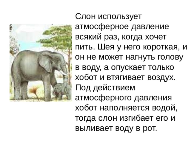 Слон использует атмосферное давление всякий раз, когда хочет пить. Шея у него короткая, и он не может нагнуть голову в воду, а опускает только хобот и втягивает воздух. Под действием атмосферного давления хобот наполняется водой, тогда слон изгибает его и выливает воду в рот. 