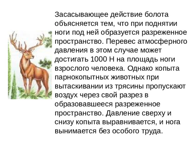 Засасывающее действие болота объясняется тем, что при поднятии ноги под ней образуется разреженное пространство. Перевес атмосферного давления в этом случае может достигать 1000 Н на площадь ноги взрослого человека. Однако копыта парнокопытных животных при вытаскивании из трясины пропускают воздух через свой разрез в образовавшееся разреженное пространство. Давление сверху и снизу копыта выравнивается, и нога вынимается без особого труда. 