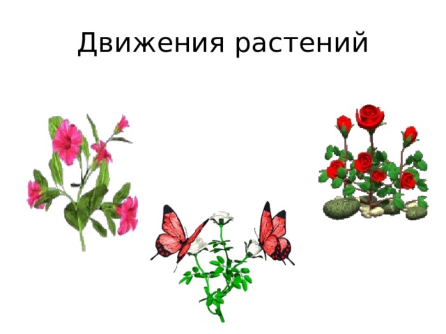 Движения растений 