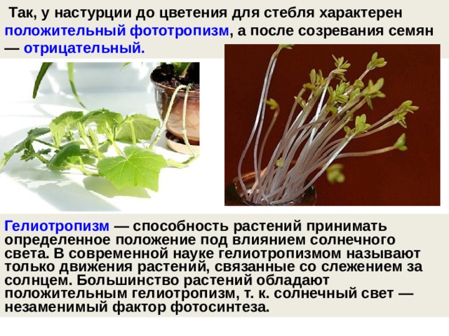   Так, у настурции до цветения для стебля характерен положительный фототропизм , а после созревания семян — отрицательный.  Гелиотропизм — способность растений принимать определенное положение под влиянием солнечного света. В современной науке гелиотропизмом называют только движения растений, связанные со слежением за солнцем. Большинство растений обладают положительным гелиотропизм, т. к. солнечный свет — незаменимый фактор фотосинтеза.  