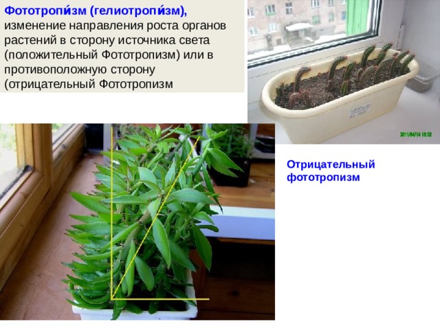 Фототропи́зм (гелиотропи́зм), изменение направления роста органов растений в сторону источника света (положительный Фототропизм) или в противоположную сторону (отрицательный Фототропизм  Отрицательный фототропизм 