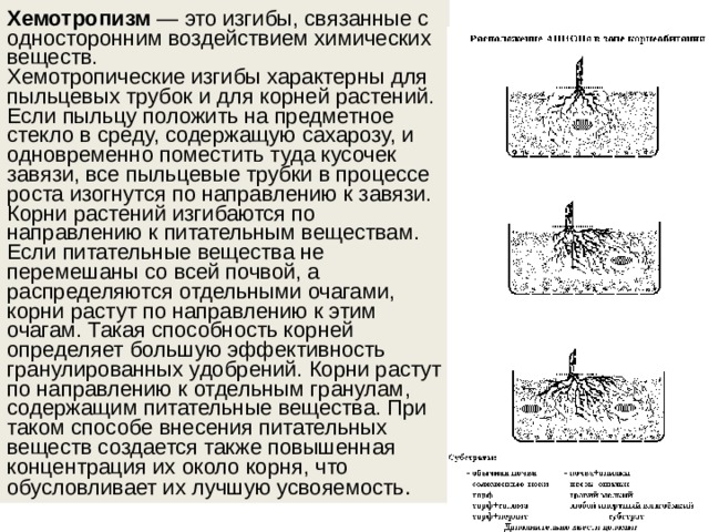 Хемотропизм  — это изгибы, связанные с односторонним воздействием химических веществ. Хемотропические изгибы характерны для пыльцевых трубок и для корней растений. Если пыльцу положить на предметное стекло в среду, содержащую сахарозу, и одновременно поместить туда кусочек завязи, все пыльцевые трубки в процессе роста изогнутся по направлению к завязи. Корни растений изгибаются по направлению к питательным веществам. Если питательные вещества не перемешаны со всей почвой, а распределяются отдельными очагами, корни растут по направлению к этим очагам. Такая способность корней определяет большую эффективность гранулированных удобрений. Корни растут по направлению к отдельным гранулам, содержащим питательные вещества. При таком способе внесения питательных веществ создается также повышенная концентрация их около корня, что обусловливает их лучшую усвояемость .  