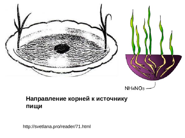 Направление корней к источнику пищи  http://svetlana.pro/reader/71.html 