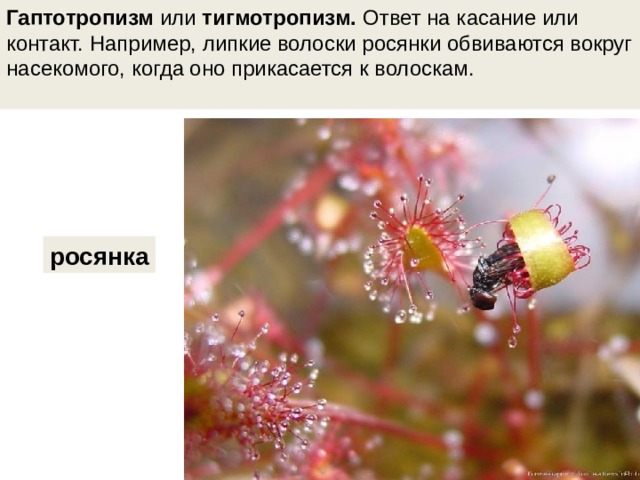 Гаптотропизм  или  тигмотропизм.  Ответ на касание или контакт. Например, липкие волоски росянки обвиваются вокруг насекомого, когда оно прикасается к волоскам.         росянка 