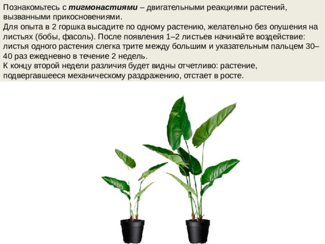 Познакомьтесь с  тигмонастиями   – двигательными реакциями растений, вызванными прикосновениями. Для опыта в 2 горшка высадите по одному растению, желательно без опушения на листьях (бобы, фасоль). После появления 1–2 листьев начинайте воздействие: листья одного растения слегка трите между большим и указательным пальцем 30–40 раз ежедневно в течение 2 недель. К концу второй недели различия будет видны отчетливо: растение, подвергавшееся механическому раздражению, отстает в росте. 