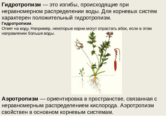 Гидротропизм  — это изгибы, происходящие при неравномерном распределении воды. Для корневых систем характерен положительный гидротропизм. Гидротропизм . Ответ на воду. Например, некоторые корни могут отрастать вбок, если в этом направлении больше воды.          Аэротропизм  — ориентировка в пространстве, связанная с неравномерным распределением кислорода. Аэротропизм свойствен в основном корневым системам. 