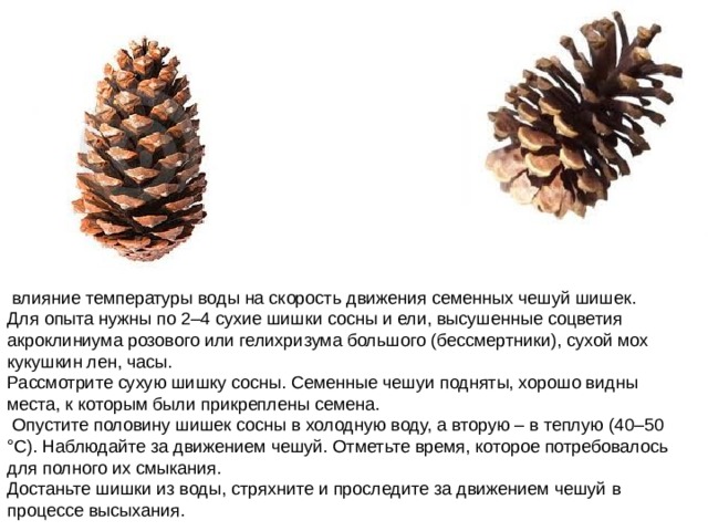   влияние температуры воды на скорость движения семенных чешуй шишек. Для опыта нужны по 2–4 сухие шишки сосны и ели, высушенные соцветия акроклиниума розового или гелихризума большого (бессмертники), сухой мох кукушкин лен, часы. Рассмотрите сухую шишку сосны. Семенные чешуи подняты, хорошо видны места, к которым были прикреплены семена.  Опустите половину шишек сосны в холодную воду, а вторую – в теплую (40–50 °С). Наблюдайте за движением чешуй. Отметьте время, которое потребовалось для полного их смыкания. Достаньте шишки из воды, стряхните и проследите за движением чешуй в процессе высыхания. 