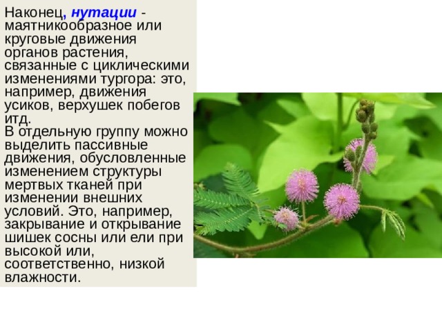Наконец ,  нутации   - маятникообразное или круговые движения органов растения, связанные с циклическими изменениями тургора: это, например, движения усиков, верхушек побегов итд. В отдельную группу можно выделить пассивные движения, обусловленные изменением структуры мертвых тканей при изменении внешних условий. Это, например, закрывание и открывание шишек сосны или ели при высокой или, соответственно, низкой влажности. 