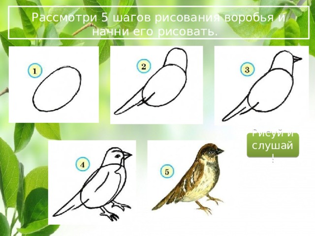 Рассмотри 5 шагов рисования воробья и начни его рисовать. Рисуй и слушай! 