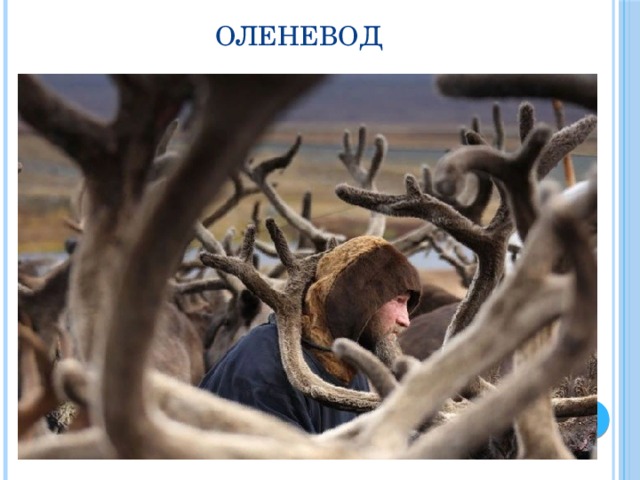 Оленевод 